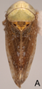 Habitus, dorsal view: Habitus, dorsal view. (Observation).