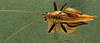 CollectionObject 1503311; MBBJ 3224888, 2a6043ce-6dac-4873-900f-02923f6dff9c: female habitus dorsal view (paratype). (CollectionObject).