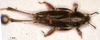 CollectionObject 1505393; fb11dd33-473d-4013-9b3e-3a2779b86809, DORSA FXtripfaP01: female, dorsal view. (CollectionObject).