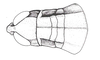 Coyacris brevipennis (Ronderos, 1979): Fig. 10. female, head and pronotum, dorsal view. (Otu).