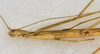 CollectionObject 1558999; 02de1d93-33bd-45d2-abd0-1240ed2f5f95: copyright USNM, Washington. female: head & thorax, lateral view (holotype). (CollectionObject).