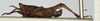 CollectionObject 1584085; 82779a2c-d8dd-4336-8150-69553293401c, NHMUK010924482: male, lateral view (syntype). (CollectionObject).