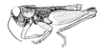 Propedies microsanguineus Cigliano & Lange, 1998: Fig. 1A. Male (lateral view). (Otu).