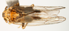 Habitus, dorsal view on Dicranotropis (Dicranotropis) hamata (Boheman, 1847): (Observation).