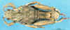CollectionObject 1507278; 4c60392f-8b10-4745-ae4d-4e9004a8350a: male, dorsal view (paratype of Nocarodes bicoloripes forma marani). (CollectionObject).