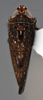 Habitus, dorsal view: !! display not done !! on Scaphytopius n. sp. PE21: Scaphytopius Ball, 1931: (Observation).