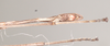 CollectionObject 1562693; 11d05cd3-0d37-483c-bd11-e082785c5ab5: copyright QMBA. male: end of abdomen, ventral view (paratype). (CollectionObject).
