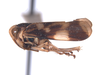Habitus, lateral view on Conbalia colombiensis Nielson, 1979: (Observation).