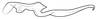 Stylus on Coarctana occultata Domahovski & Cavichioli, 2023: Male holotype [MUSM]: style, dorsal view. (Observation).
