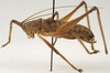 CollectionObject 1537417; 2e1c51b7-c5a3-4766-ac35-018e544d582b: male, lateral view (paratype). (CollectionObject).