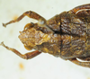 CollectionObject 1498697; 922d6b58-9b60-4168-8926-1f438a0de90d: female head and pronotum, dorsal view. (CollectionObject).