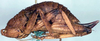 CollectionObject 1567595; be303554-7a1b-494d-b2a8-633225b5e301: female, lateral view (syntype). (CollectionObject).