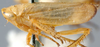 Habitus, lateral view: !! display not done !! on Graphocraerus Thomson, 1869: Graphocraerus ventralis, lateral habitus (NMNH). (Observation).