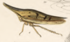 Habitus, lateral view: !! display not done !! on Polyglypta nigridorsis Fowler, 1895: (Observation).