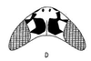 Head on Cumora (Cumora) paraguayensis (Linnavuori, 1955): head, dorsally. (Observation).
