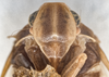 Head on Asotocixius diopter Kramer, 1983: (Observation).