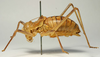 CollectionObject 1516721; 7ff4357a-65a0-4095-85e3-878ced2bc3bc: male, lateral view (syntype). (CollectionObject).