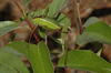Gymnocerca enaulites Cohn, Swanson & Fontana, 2014: male. (Otu).