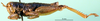 CollectionObject 1502040; 25ede047-fe8d-4878-8bcb-cb4fc091378b: male, lateral view (lectotype). (CollectionObject).