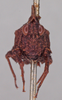 CollectionObject 1523083; 33dc5c83-29c2-4eb5-944b-cce8559b62e3: female, frontal view (holotype). (CollectionObject).