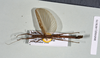 CollectionObject 1563604; NHMUK(SF IMPORT DUPLICATE) BMNH#878170, 58849cbc-e3a2-46ab-843f-abc319aa9a12: copyright Natural History Museum, London. male of synonym Presbistus carunculifer (paratype). (CollectionObject).