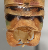 CollectionObject 1527093; fc4e2767-a738-4726-a993-84b6daf1bb14: male cerci (holotype). (CollectionObject).