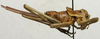CollectionObject 1535226; b09dbe10-f6c4-4d47-b6ad-0add5957d348: female nymph, lateral view (holotype). (CollectionObject).