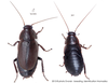 Diploptera punctata (Eschscholtz, 1822): Copyright Josef Dvorák. Diploptera punctata. (Otu).