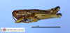 CollectionObject 1513145; MLP1090/1, 81042a45-f9a7-435d-8623-6ae2c3de6ede: male, lateral view (holotype). (CollectionObject).