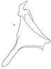 Stylus: !! display not done !! on Unerus postpositus Linnavuori, 1959: Stylus. (Observation).