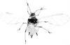 Habitus, dorsal view.: Body of A. spiraecola. (Observation).