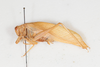 CollectionObject 1534181; de615154-af35-4605-848c-5b35b224c046: Male, lateral view (syntype). (CollectionObject).
