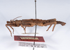 CollectionObject 1562242; 435ddd69-a3f5-4d6e-854d-979e8872fcab: copyright ANSP. male, lateral view (holotype). (CollectionObject).