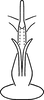 Aedeagus, ventral view on Erythridula lucileae (Hepner, 1976): Aedeagus (holotype), ventral view. (Observation).
