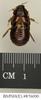 Salganea cavagnaroi Roth, 1979: Copyright Natural History Museum, London. Paratype (male nymph) in BM(NH). Dorsal view. (Otu).
