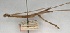 CollectionObject 1560427; bd11896f-e498-42f1-b959-c44f7049a332: copyright NMW, Vienna. male, lateral view (syntype). (CollectionObject).;CollectionObject 1560428; e38535f2-096d-42a7-90c9-05a46b40f72a: copyright NMW, Vienna. male, lateral view (syntype). (CollectionObject).