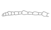 Aptoceras carbonelli Amédégnato & Descamps, 1978: Fig. 36. male, antenna. (Otu).