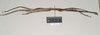 CollectionObject 1561041; NHMUK(SF IMPORT DUPLICATE) 844544, 33cfc6b9-5173-463a-8c4d-1bf9121caaa1: copyright Natural History Museum, London. female, lateral view (paratype). (CollectionObject).