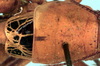 CollectionObject 1522419; 259c915d-f864-42b8-b58f-54ce9bf01d95: male pronotum and wings (holotype). (CollectionObject).