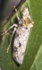 Habitus, dorsal view on Diestostemma reticulatum (Melichar, 1924): Diestostemma reticulatum @ Peru, by R. Rakitov. (Observation).