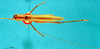 CollectionObject 1516750; 86beea72-08d6-4ace-80f5-16a703e23f6b: male Habitus dorsal view (holotype). (CollectionObject).