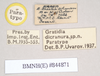 CollectionObject 1557945; 82488c0f-5e00-477b-9c3f-05536d232a06: copyright Natural History Museum, London. male, data labels (paratype). (CollectionObject).;CollectionObject 1557946; c99e70f7-516a-4c8c-9245-478afe0d9f52: copyright Natural History Museum, London. male, data labels (paratype). (CollectionObject).
