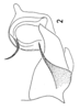 Aedeagus, ventral view: (Observation).