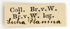 CollectionObject 1575326; 0bba0b0d-56b4-43b9-a80e-11cde05ff138: labels (syntype). (CollectionObject).