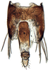 Pygofer, dorsal view: Paralimnus angusticeps, pygofer, dorsally (INHS). (Observation).