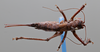 CollectionObject 2072894; e27b9cda-e7a8-45c9-aafd-1f15cc9b3ddd: Femle, dorsal habitus. (CollectionObject).