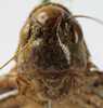 CollectionObject 1539767; cf7865f3-895f-4d78-99e4-136bb8391798: male face (holotype of Metrioptera minuta). (CollectionObject).