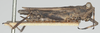 CollectionObject 1581257; 7e36dcba-f6e6-463f-ad6d-8543f04fca02: female, lateral view (syntype). (CollectionObject).