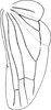 Hind wing: !! display not done !! on Eurhadina (Eurhadina) pulchella (Fallén, 1806): Hind wing. (Observation).
