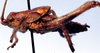 Canariola willemsei Morales-Agacino, 1959: male, lateral view (paratype). (Otu).